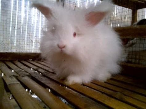 RABBIT PARADISE: Kelinci Angora