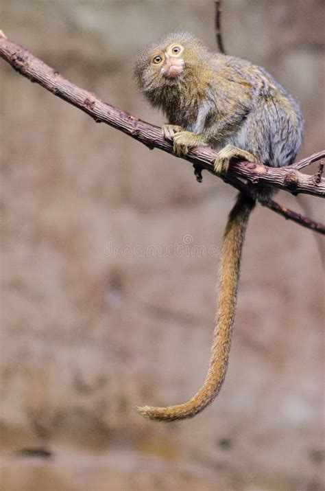 Little Monkey with Long Tail at Riga Zoo, Latvia Stock Photo - Image of ...