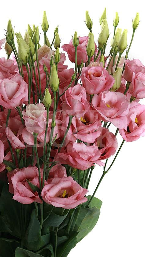 Lisianthus D Rosita Rose Pink | Beautiful flowers wallpapers, Beautiful ...