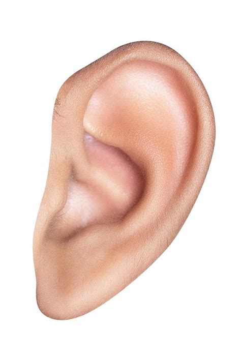 Ear Stock Photos, Images and Backgrounds for Free Download