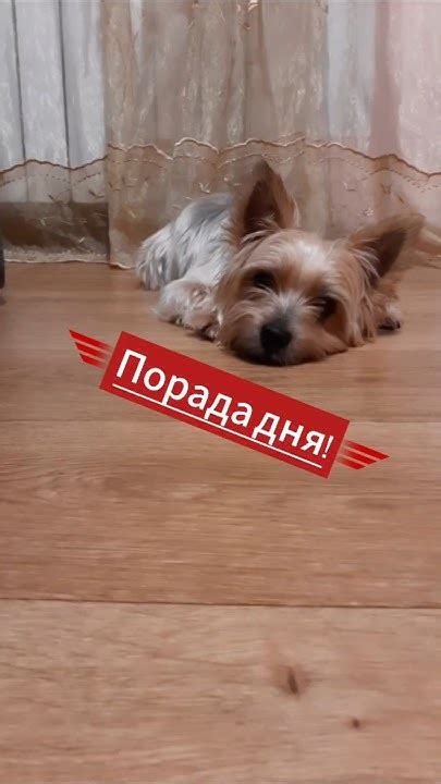 Порада дня! #теддижорик #йорик #собачьяжизнь #yorki #прикол #гумор # ...
