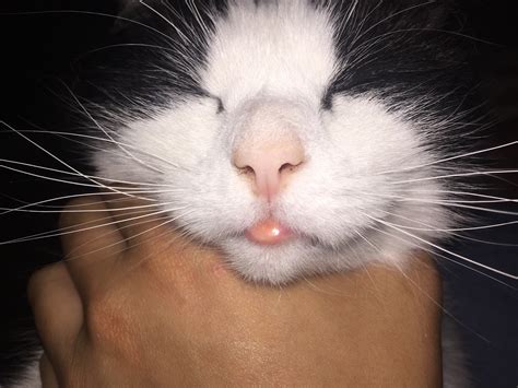 Black Lump On Cats Bottom Lip | Sitelip.org