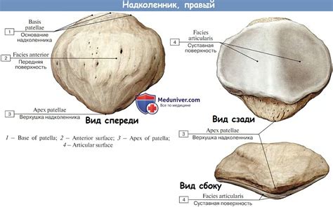 Анатомия : Надколенник.