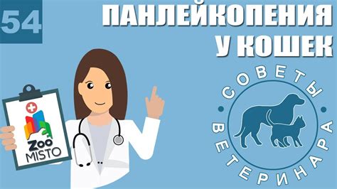 Панлейкопения у кошек | Какие симптомы панлейкопении | Профилактика ...