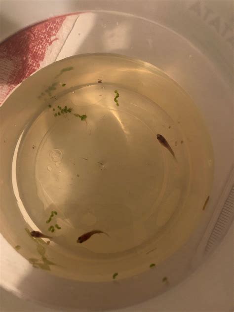 Help with stunted bettas : r/bettafish