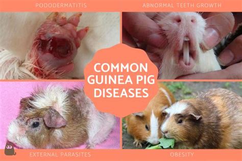 6 Most Common Guinea Pig Diseases - Causes, Symptoms and Treatment