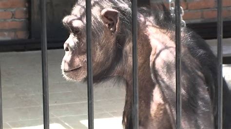 zoo vrt jagodina - YouTube