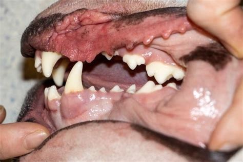 dog gum colors     petmd