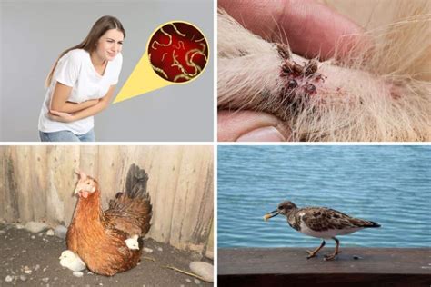 types  parasitism  examples facts wildlife informer