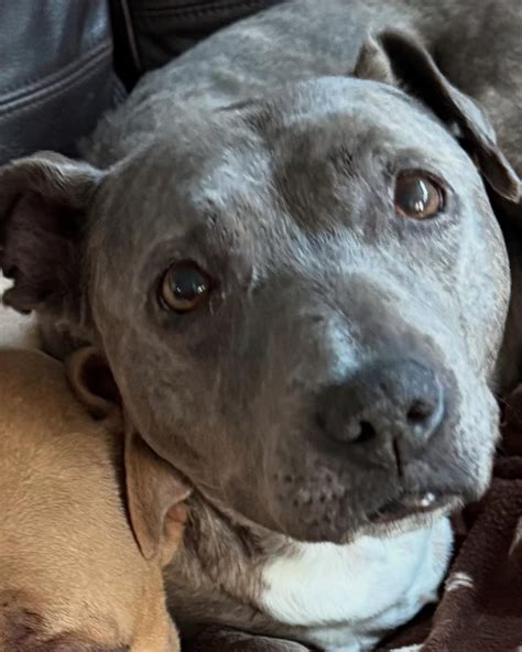 Green Heart Rescue added a new photo. - Green Heart Rescue