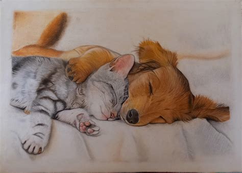 how to draw a cat and dog together