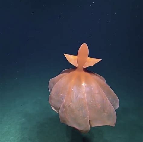 Cirroteuthid Octopus