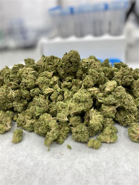 Synthetic Marijuana: Addiction, Withdrawal, Overdose, and Contaminants