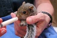 how to become a wildlife rehabilitator in ny