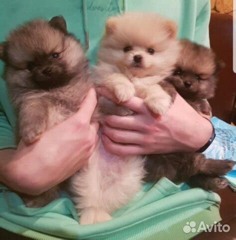 Померанский мини шпиц купить в Серове | Животные и зоотовары | Авито