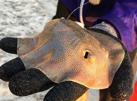 stingray barb removal