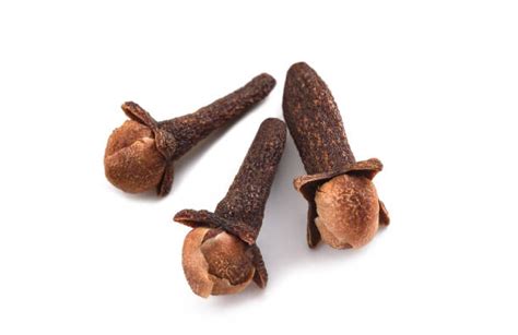 syzygium aromaticum stock  pictures royalty  images