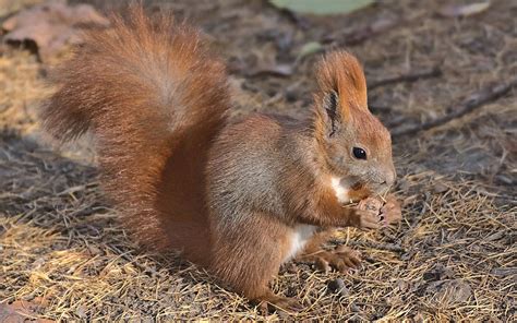 Red squirrel by starykocur on DeviantArt