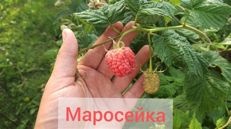 Маросейка малина летняя. Один из лучших сортов!!! - YouTube