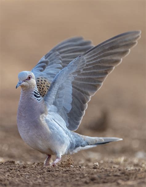 Turturikyyhky (Streptopelia turtur)