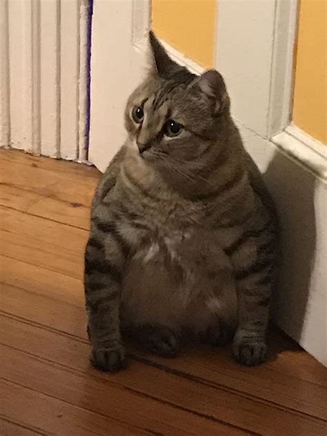 best cat overweight safely 2