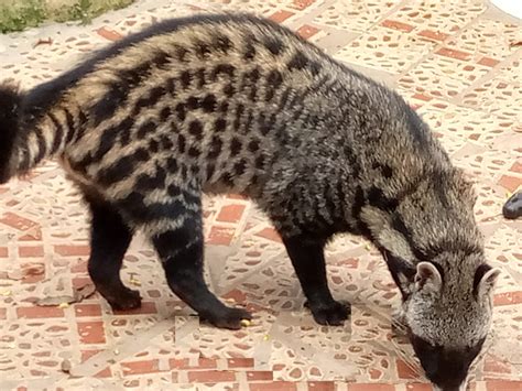Civet