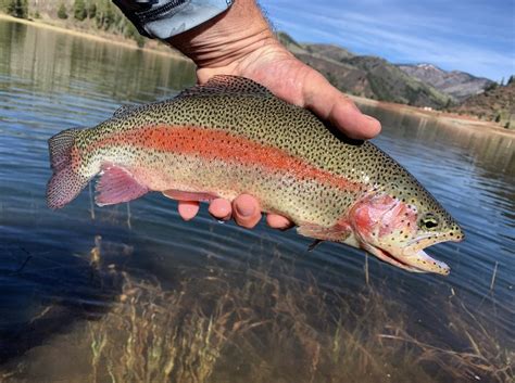 COLORADO FISH SPECIES – Flyseekers