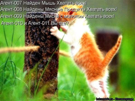 Котоматрица недели (22 фото) - 08.05.2020