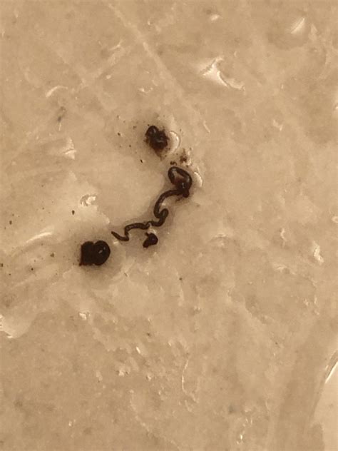 Is this a fungal infection? | Fish Forum