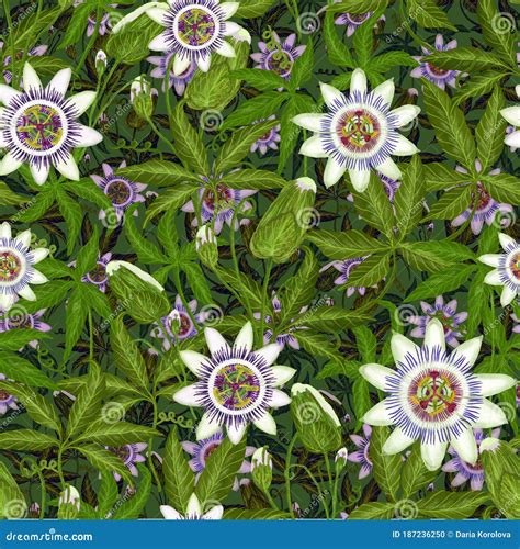 Seamless Pattern with Tropical Passion Flowers Stock Illustration