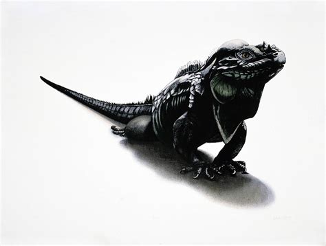 Iguana - London Zoo - Wendy Taylor