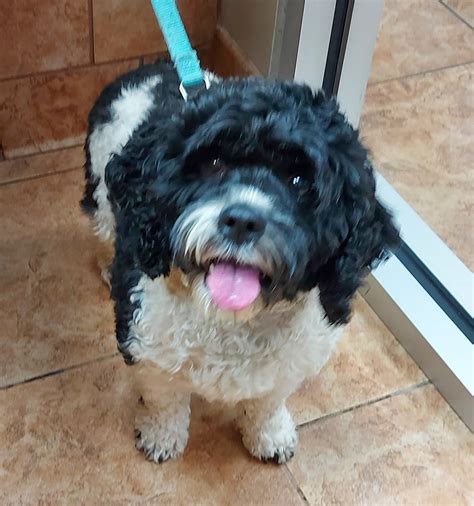 woodland west animal hospital 5