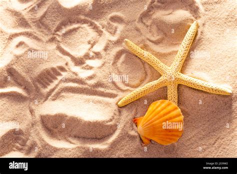 star shell  res stock photography  images alamy