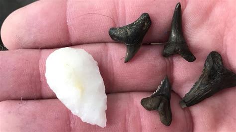 Ancient shark teeth unearthed in Maryland after heavy flooding