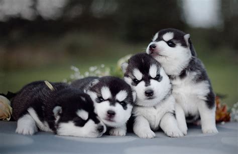 This Russian Photographer’s Instagram is 100% Pure Husky | Bored Panda