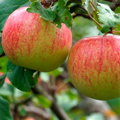 Купить Яблоня Мантет недорого по цене 430руб.|Garden-zoo.ru