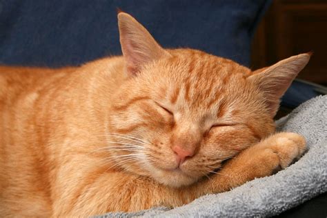 american shorthair orange