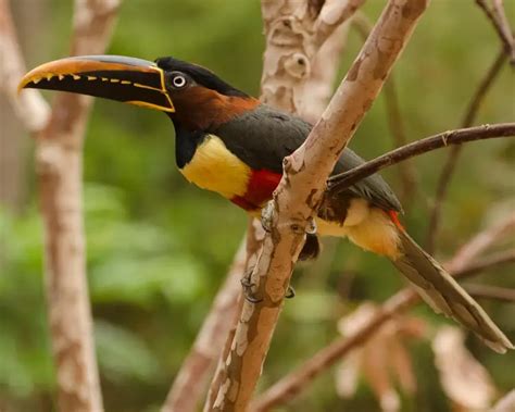 chestnut eared aracari facts diet habitat pictures  animaliabio