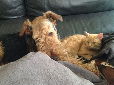 Who said dogs don't like cats...
