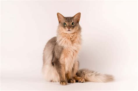 somali cat colors rarest   common   animals