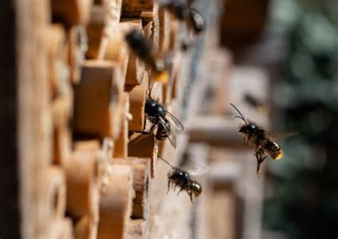 What Does Bee Conservation Look Like? - Elifestylehub.com