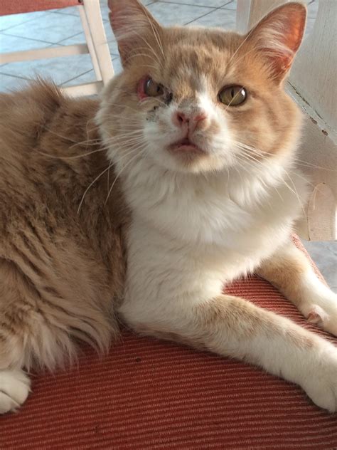 Why Does My Cat Have No Hair Above Her Eyes at Benjamin Marcial blog
