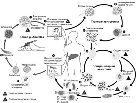 Малярийные плазмодии (Plasmodium)