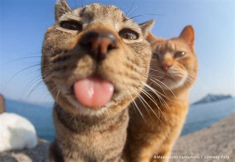 Imagens De Gatos Engraçadas - Concurso elege fotos mais engraçadas de animais domésticos; veja