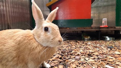 Кролики🐰Rabbits - YouTube
