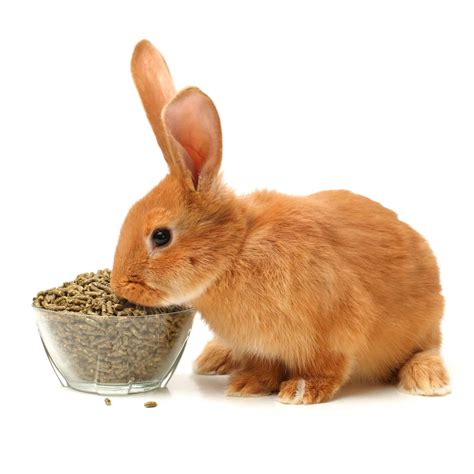 Can Rabbits Eat Cat Food? Uncover the Nutritional Truths and Potential
