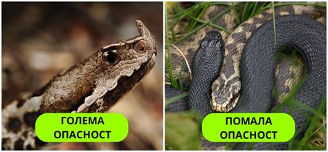 Температурите растат, а тие излегуваат надвор! Кои се најопасните змии ...