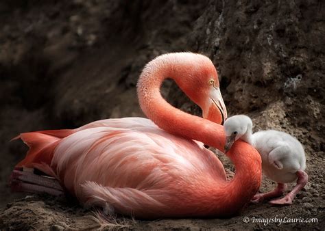 flamingo mom  baby laurie rubin shupps photography blog