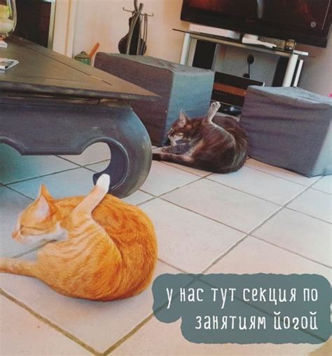 Прикольные и смешные зверюшки (74 фото)