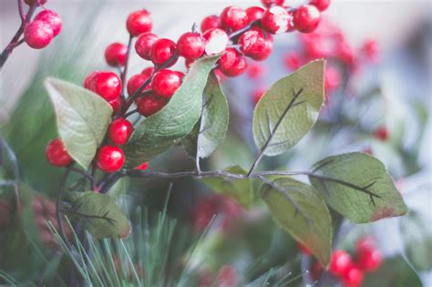 Holly Halston Photos